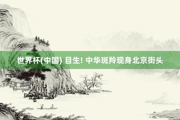 世界杯(中国) 目生! 中华斑羚现身北京街头